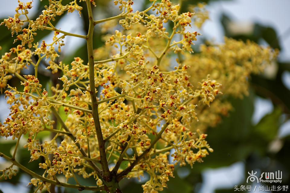 梧桐树真的能招来凤凰吗,梧桐树真的能引来凤凰吗