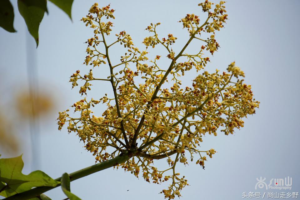 梧桐树真的能招来凤凰吗,梧桐树真的能引来凤凰吗