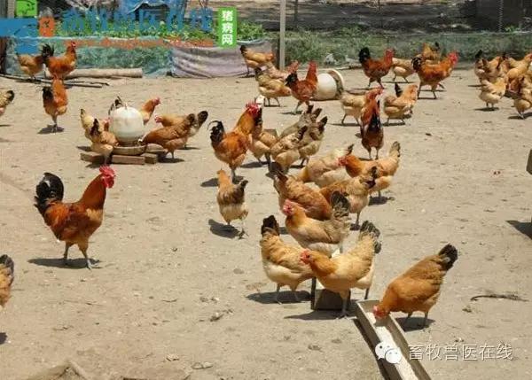肉鸡后期肠道药有哪些,肉鸡吃料慢是什么原因