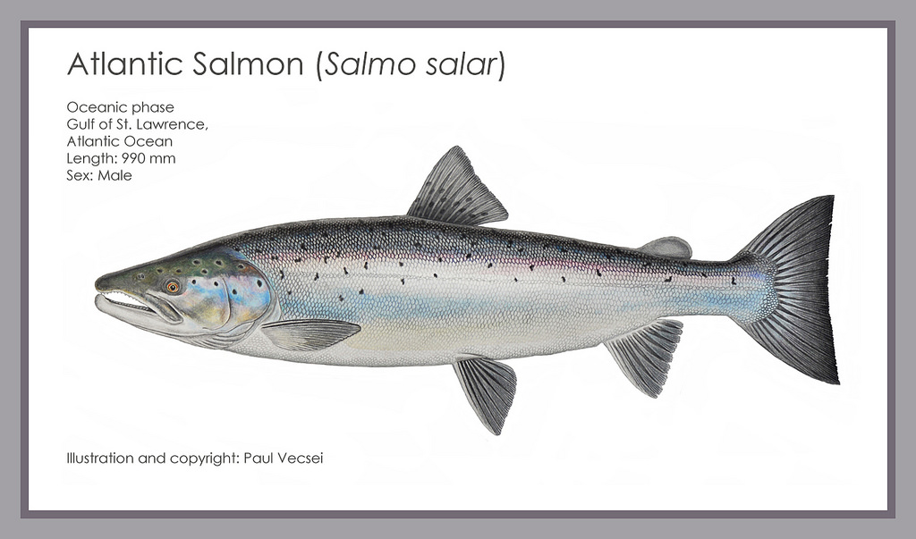 挪威三文鱼和挪威三文鱼,挪威三文鱼是不是有问题