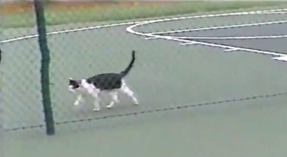 猫咪主动从高处跳下来不会受伤吗,猫咪从高处跳下来然后摔在了地上