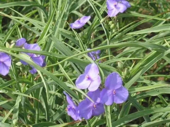 常见草本植物图片大全,十种罕见又美丽的植物图片