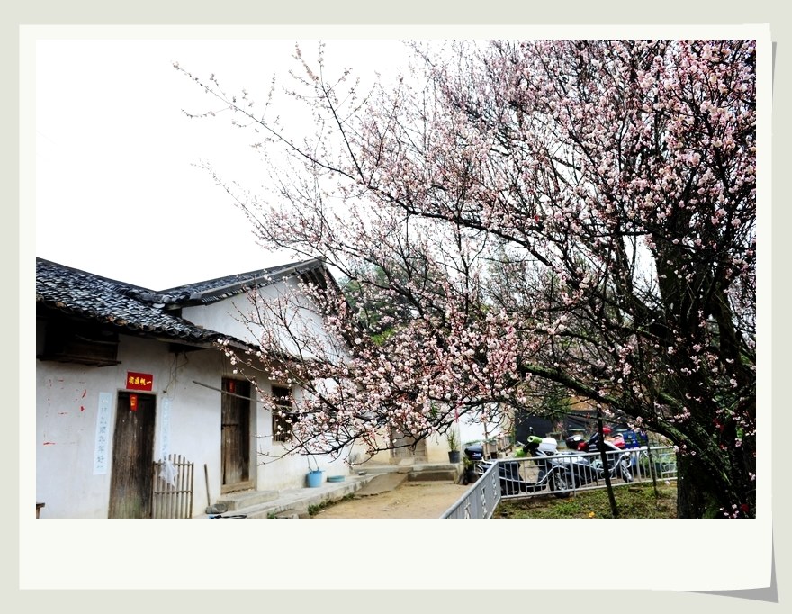 日本有樱花中国有什么花,日本有樱花还有什么花