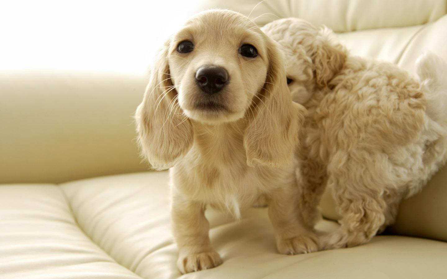 狗狗眼屎多是细小引起的吗,狗狗眼屎多总是眨眼