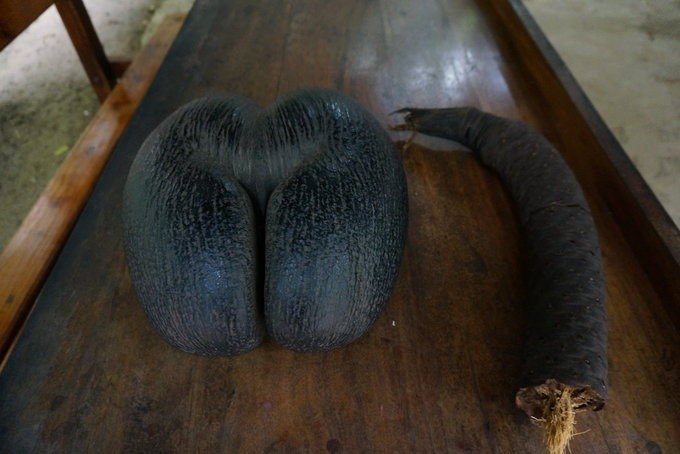 充满颜色的塞舌尔