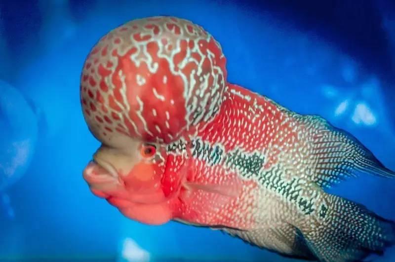 罗汉鱼挑食技巧,罗汉鱼挑食怎么回事
