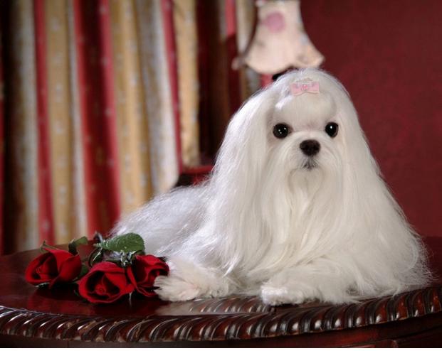 狗狗身上为什么会秃一块,狗狗身上为什么会紫一片