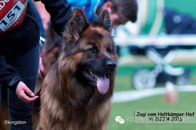 狗狗掉毛毛发不亮,怎样防止狗狗的毛褪色