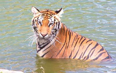 中暑常见的四种表现,中暑的七大症状