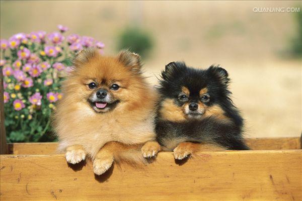 优秀的伴侣,博美犬的特点和习性