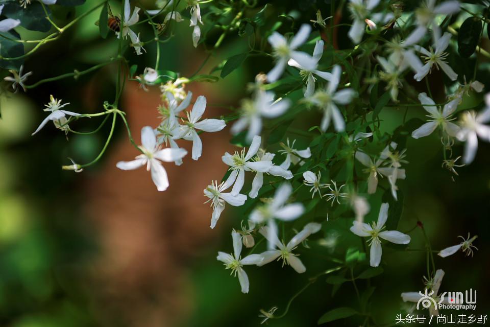 开满山野的它有“藤本花卉皇后”之称，可治虫蛇咬伤！