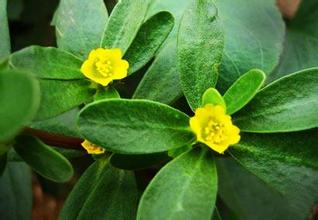 马齿苋凉血功效,马齿苋有清热解毒祛湿的功效