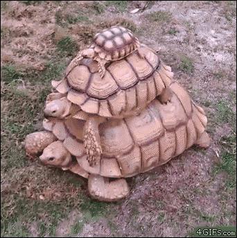 狗狗偷吃37包鸡爪,狗狗偷吃被发现瑟瑟发抖