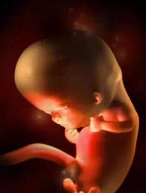 宝宝从1周到40周出生发育过程,怀孕第一周至40周胎儿发育情况