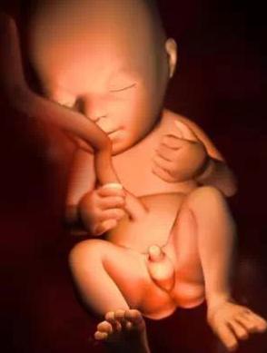 宝宝从1周到40周出生发育过程,怀孕第一周至40周胎儿发育情况