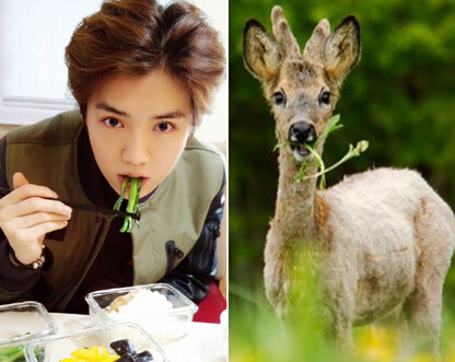 傻袍子一点也不傻，喜欢鹿晗的理由，新技能上线