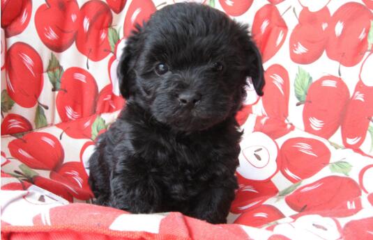 泰迪犬的7大缺点饲养前请三思,泰迪犬的5大缺点