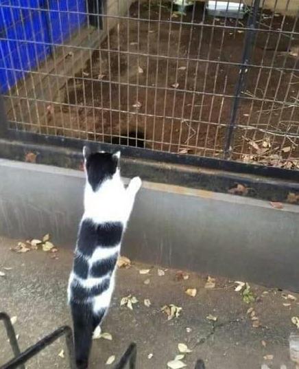 小猫咪做噩梦会出声吗,小猫咪不听话猫妈妈训它的声音