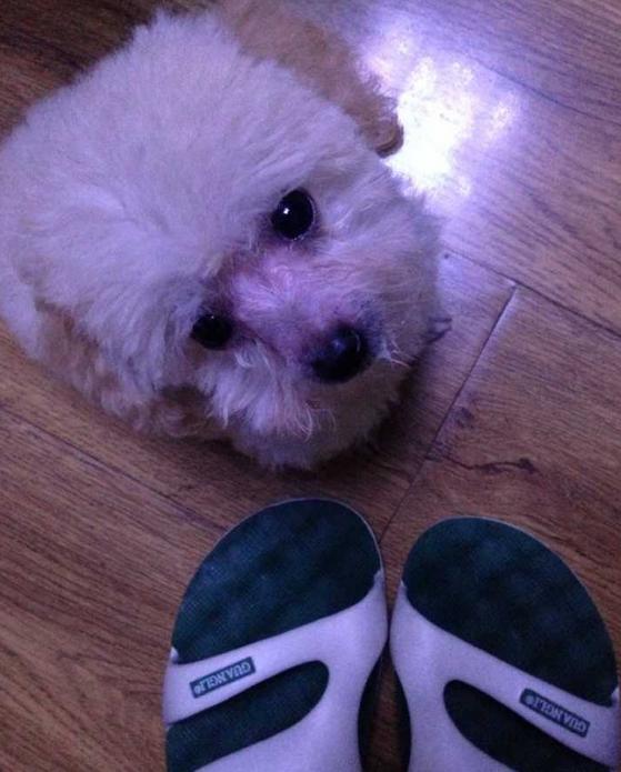 狗狗喜欢叼鞋子怎么办,狗狗老叼别人鞋子怎么办