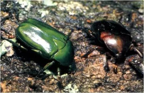 太原惊现史上最虐心的蝶萤文化节！爱我就带我去与蝶共舞、与萤作