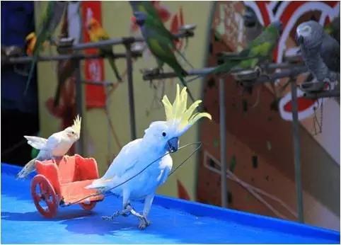 太原惊现史上最虐心的蝶萤文化节！爱我就带我去与蝶共舞、与萤作