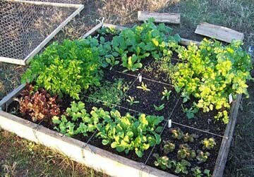 一米菜园风靡全球,一米菜园经营模式怎么样