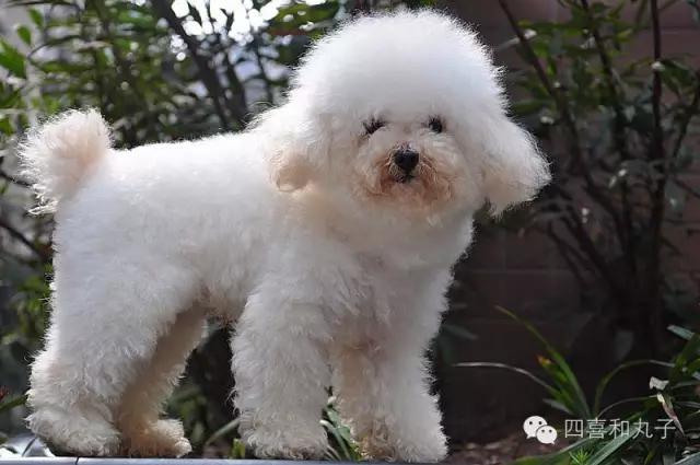 比熊选狗技巧,比熊怎么选才纯中