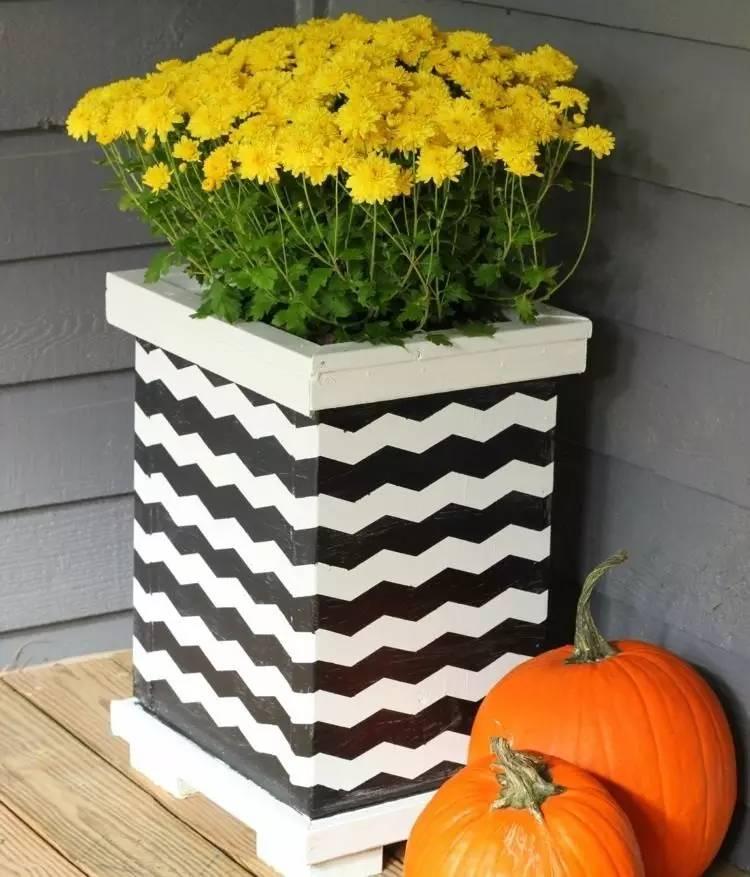 各种花盆搭配什么绿植,适合搭配装饰花盆的小植物