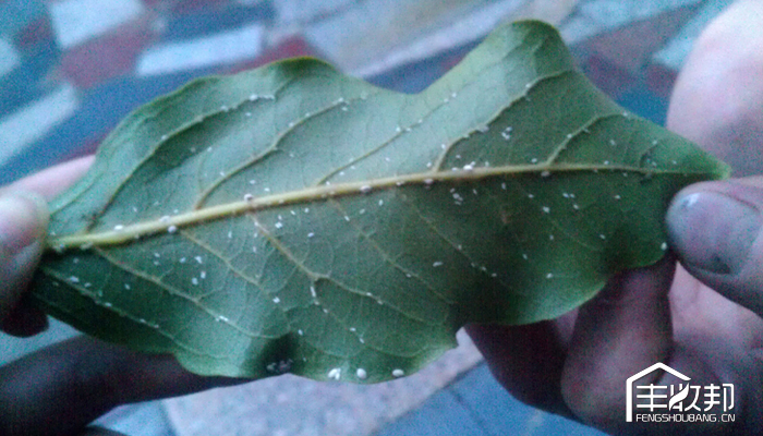 柿树虱子,柿虱子