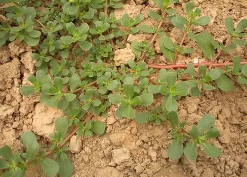 玉米田阔叶杂草怎么除,玉米田禾本科杂草怎么除