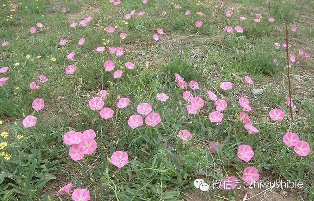 玉米田阔叶杂草怎么除,玉米田禾本科杂草怎么除