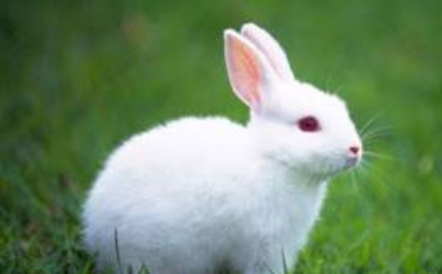 如果兔子拼命奔跑乌龟该如何前进,假如兔子拼命奔跑乌龟怎么办