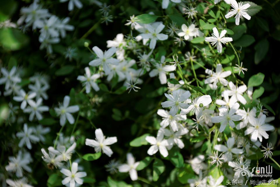 开满山野的它有“藤本花卉皇后”之称，可治虫蛇咬伤！