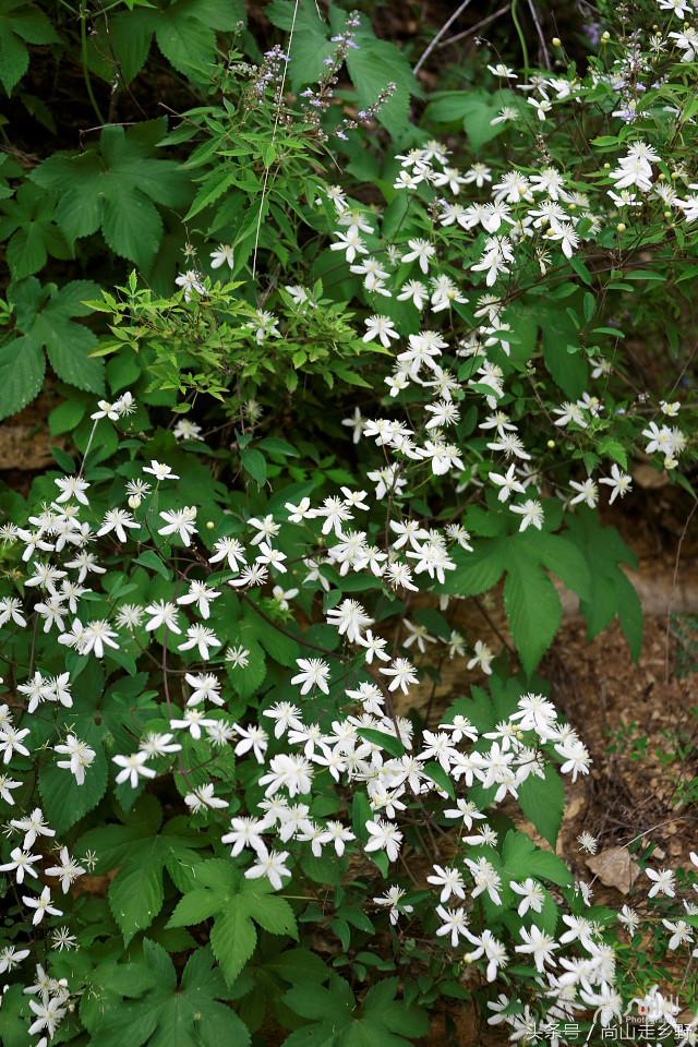 开满山野的它有“藤本花卉皇后”之称，可治虫蛇咬伤！