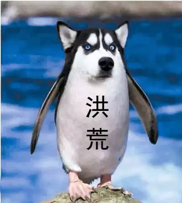 海洋动物 | 萌萌哒的企鹅君 在上古时期是洪荒巨兽！？