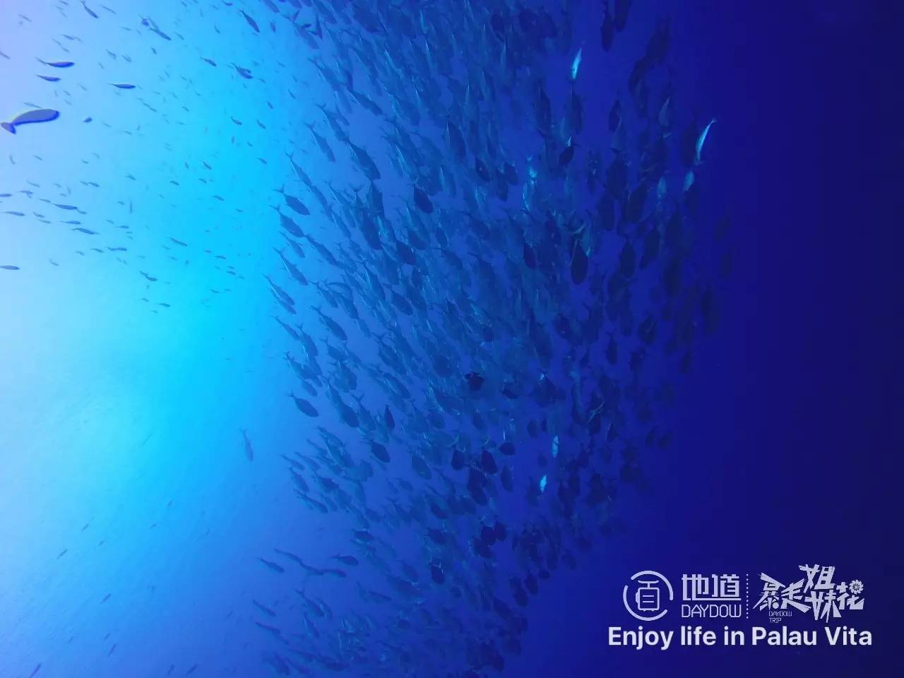 帕劳怎么玩,帕劳要准备什么