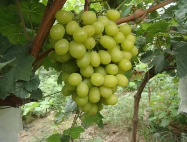 推荐几款好吃又好种的葡萄品种,葡萄里面哪个品种最甜最好吃