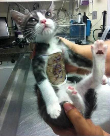 小猫咪做噩梦会出声吗,小猫咪不听话猫妈妈训它的声音