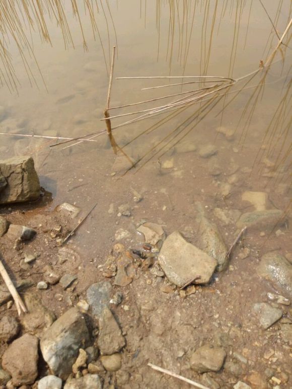 被甲鱼咬了要不要打狂犬疫苗,被鳖咬伤要打狂犬病疫苗吗