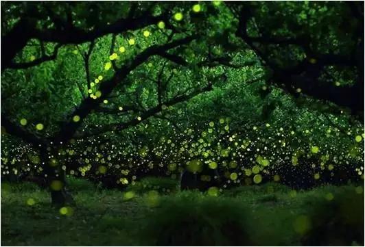 太原惊现史上最虐心的蝶萤文化节！爱我就带我去与蝶共舞、与萤作