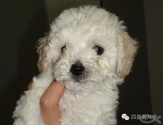 比熊选狗技巧,比熊怎么选才纯中