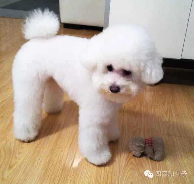 比熊选狗技巧,比熊怎么选才纯中