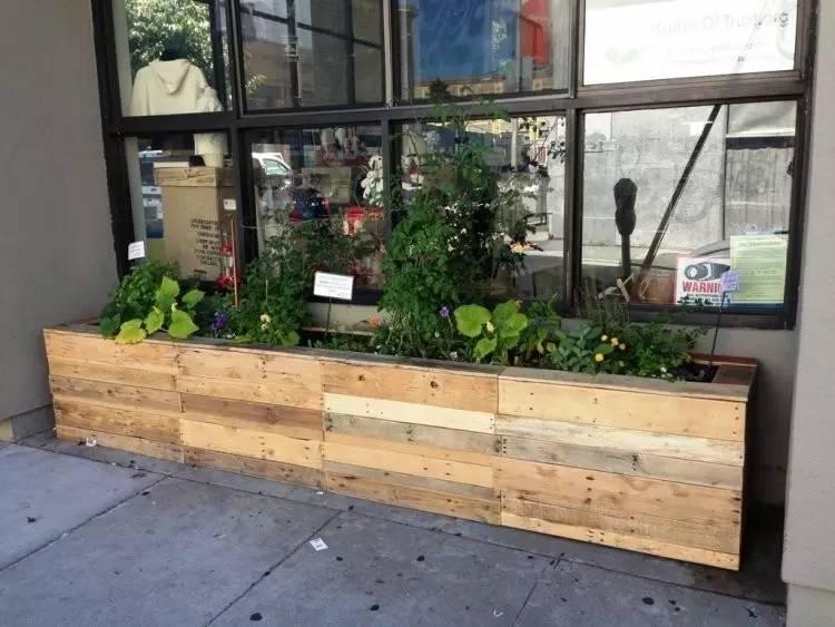 各种花盆搭配什么绿植,适合搭配装饰花盆的小植物