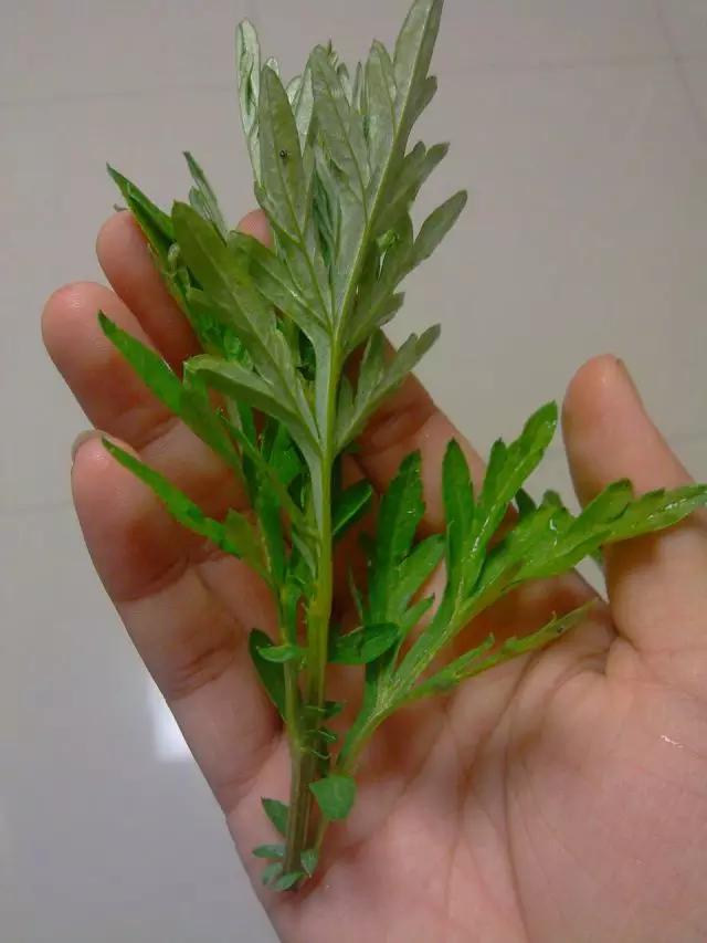 产后用艾叶水熏蒸下体,产后中药熏蒸泡澡