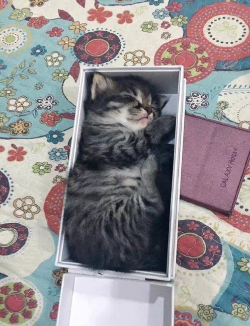 狗偷吃鸡爪糊弄主人,狗狗偷吃鸡爪完整视频