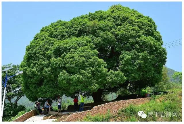 武平岩前有哪些景区,武平岩前有什么好玩的