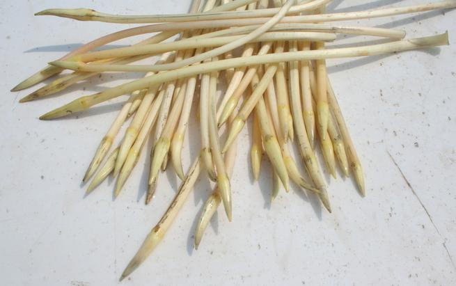 印象云梦之土特产云梦藕带，即使遇到洪灾也不能忘却的美食