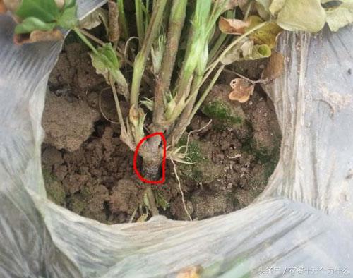 专治花生根腐病烂根死苗,花生死苗烂根怎样防治