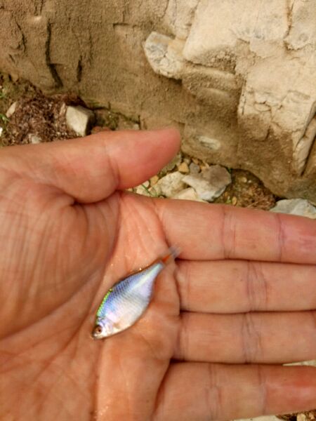 被甲鱼咬了要不要打狂犬疫苗,被鳖咬伤要打狂犬病疫苗吗