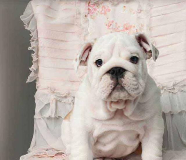 狗狗犬瘟热怎么治疗最快的方法,狗狗得了犬瘟热最佳治疗方法